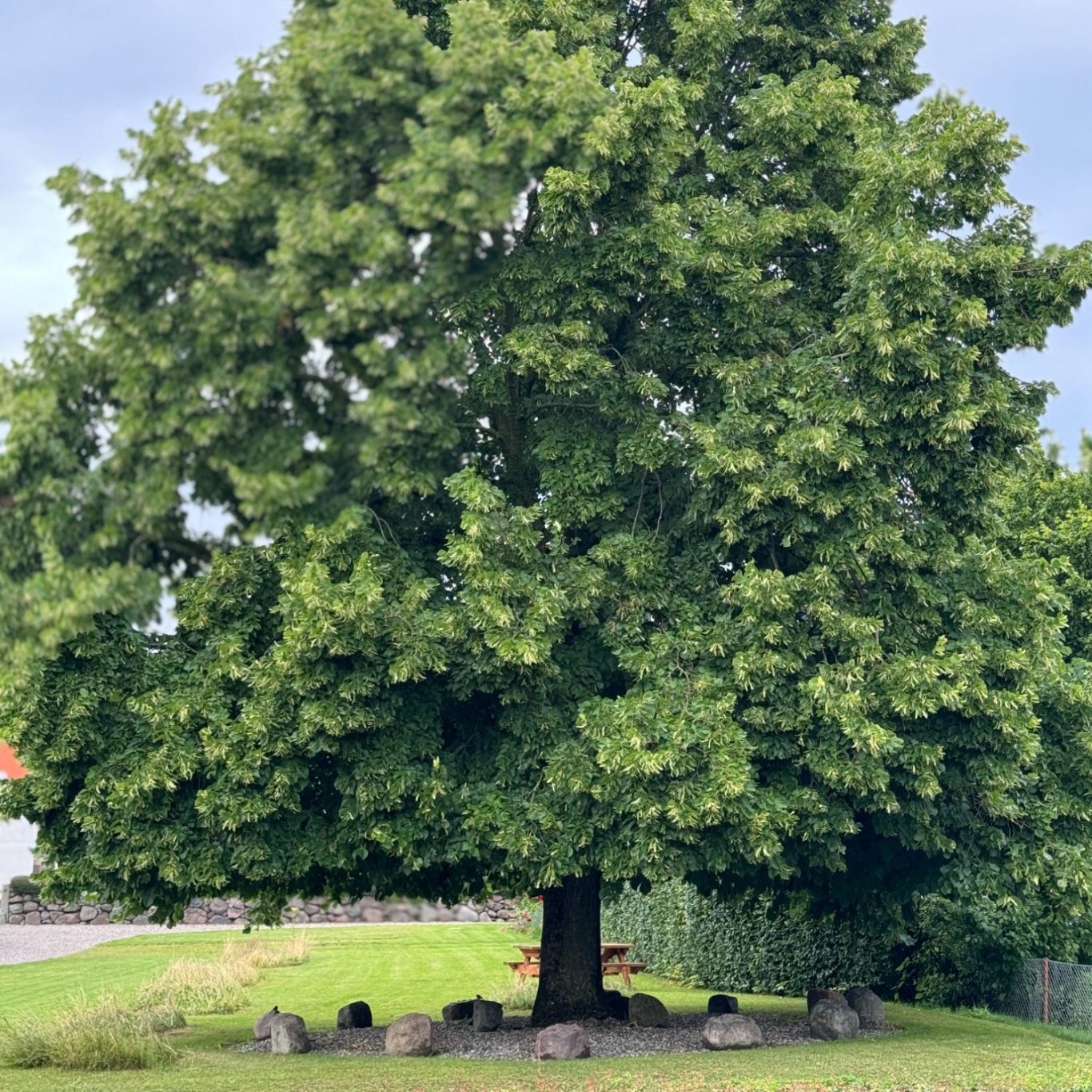 Großer, grüner Baum mit dichtem Laub, umgeben von Gras und einigen Steinen.